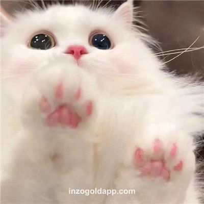 Reviewer Avatar - Amit